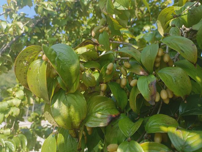 —中秋月圆泡茶赏月品味阳城山茱萸茶AG真人九游会登录网址濩泽茱萸茶—(图5)